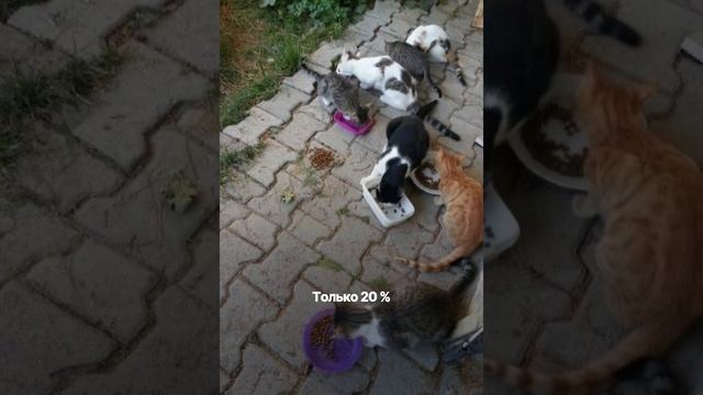 Petsee — это надежный GPS-трекер, повышает вероятность найти питомца на 90% #gpsтрекер #потеряшка