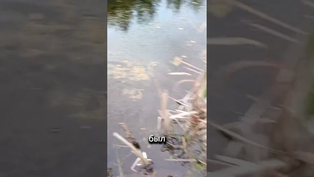 Зарыбление водоёма.