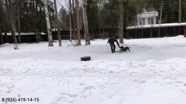 Результат дрессировки дратхаара