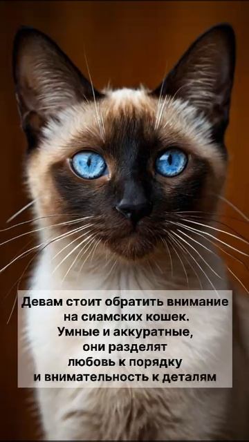 Какая кошка 🐈 подходит вам согласно вашему знаку зодиака ?!