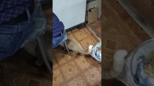 scene_output.mp4