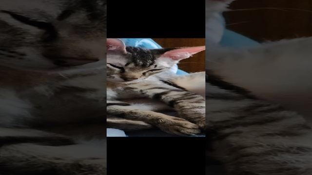 отдыхает