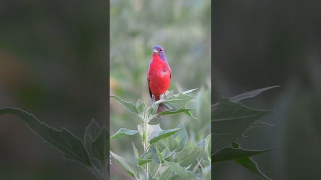 Painted Bunting singing and balancing at the same time #birds #shorts #birdwatching