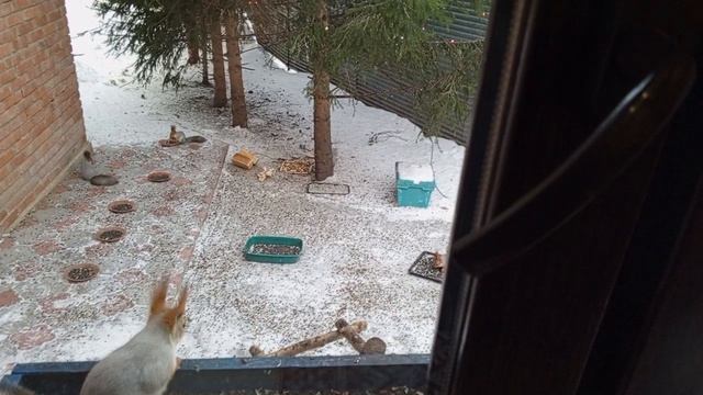 Видеоблагодарность Наталье Валерьевне за помощь диким животным