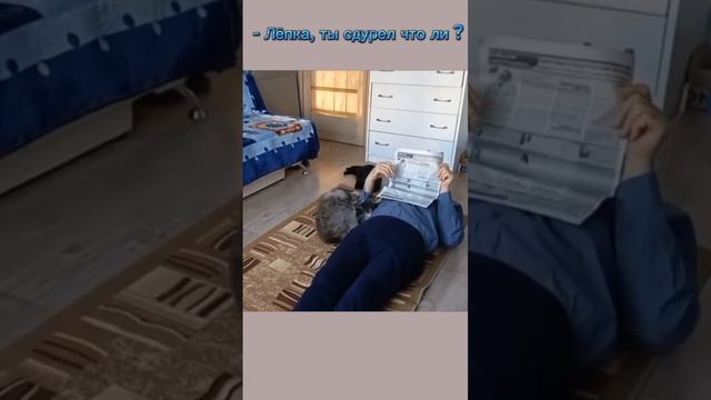 Супер смешные кошки#Смех да и только#Дед - тренажёр#