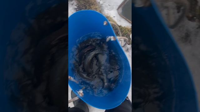 Запуск форели