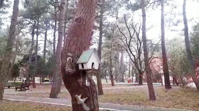 Как живут белки в Геленджике? - Геленджик, январь 2025 год.
