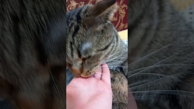 Кот Мойдодыр Чистоплотный Кот