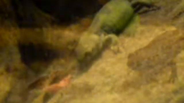 Cynops vs Red Cherry