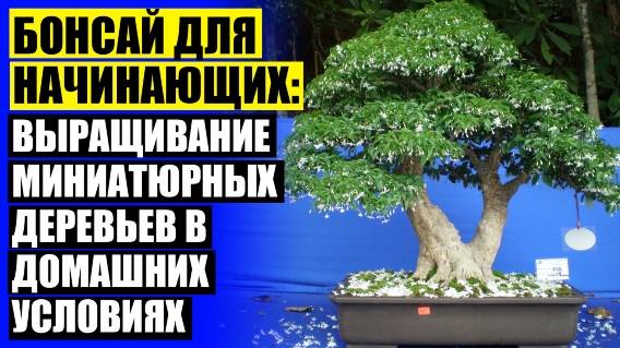 ❕ Домашние цветы которые не любят солнце 💡 Дерево бонсай купить в минске