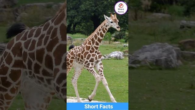 giraffe kitni tej दौड़ sakta hai #shorts #animals