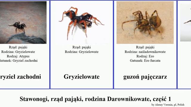 Stawonogi, rząd pająki, rodzina Darownikowate, część 1 hadronyche major arthropoda troglodytes