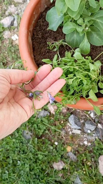 Лобелия, мой опыт🌱