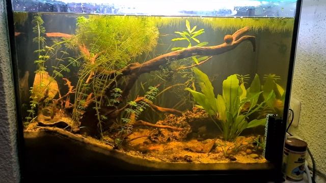 Das 70 Liter Aquarium