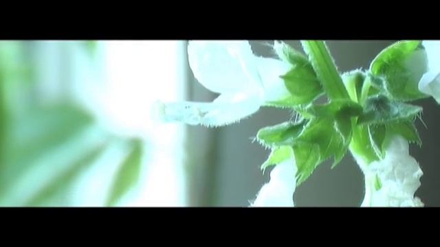 Showreel test Canon ef to XL Adaptor with 15mm fisheye