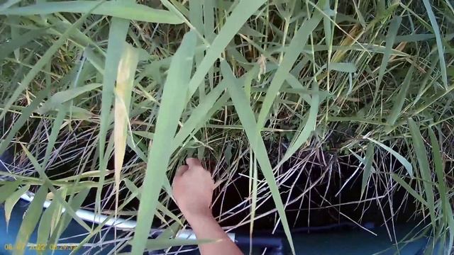 Ловля карпа на кружки