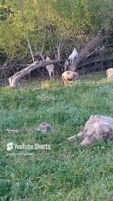 Скалалазы😀