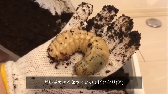 ヘラクレスオオカブトの幼虫 マット交換 ~ Larva of Dynastes hercules ~