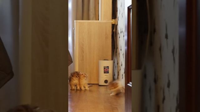 ЗОЛОТЫЕ БРИТАНСКИЕ КОТЯТА