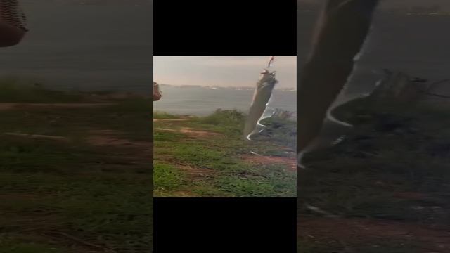 Рыба ремень