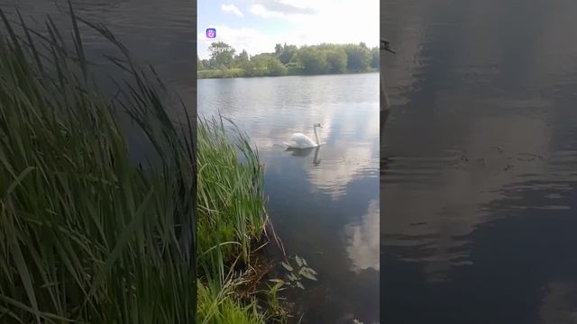 Рыбалка. Белый лебедь.