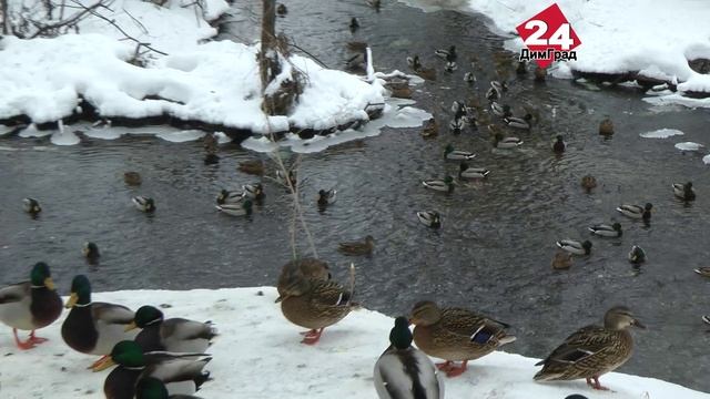 В Димитровграде посчитали водоплавующих птиц