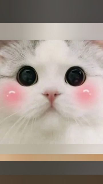 котята