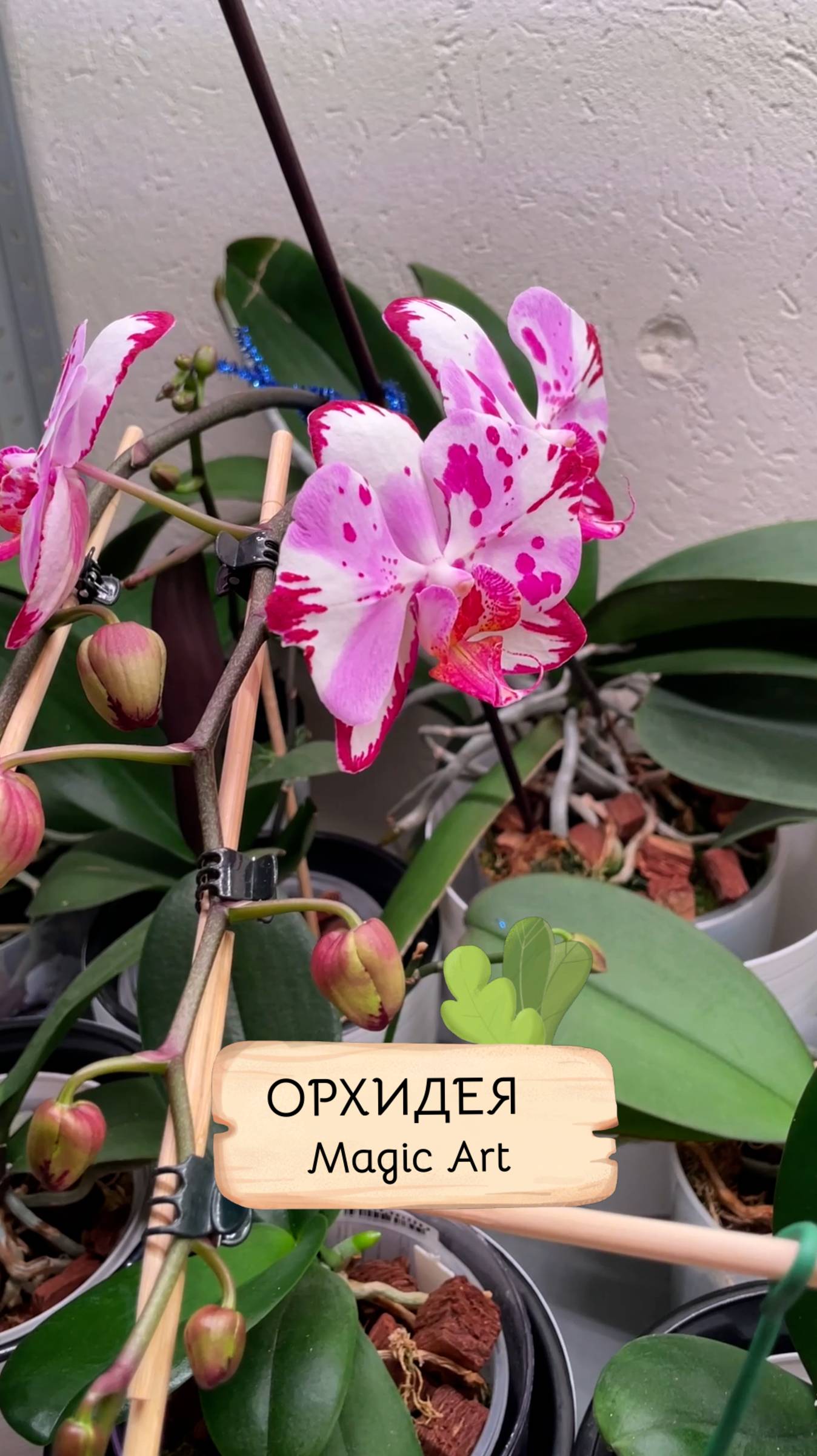 Орхидея бабочка Magic Art