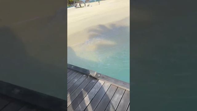 Щя пойду снимать вам весь остров 🏝️