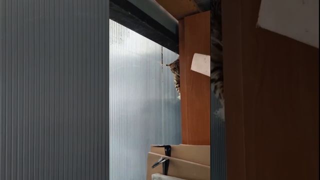 Сердитая бенгальская кошка.