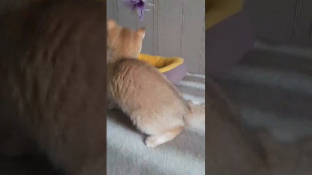 Британская кошечка