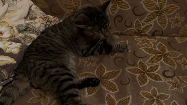 1000035067.mp4