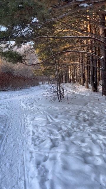 Лесопарк им. Синягина
