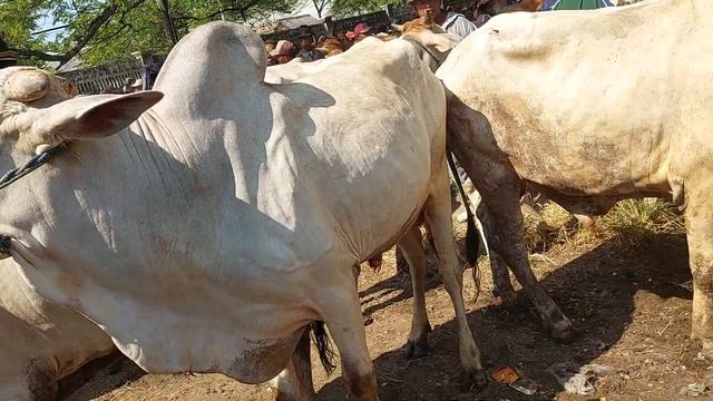 14 JUTA‼️PO JANTAN SIAPAN QURBAN HARGA MURAH | Pasar Sapi Kerek Terbaru