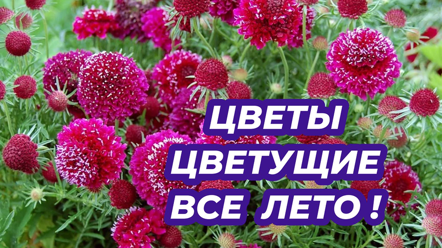 ЦВЕТЫ, которые цветут все лето! Эти цветы идеальны для любого цветника