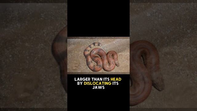 "The Two-Headed Wonder: Discovering the Indian Sand Boa" 🐍 #youtubeshorts #facts #shorts #SandBoa