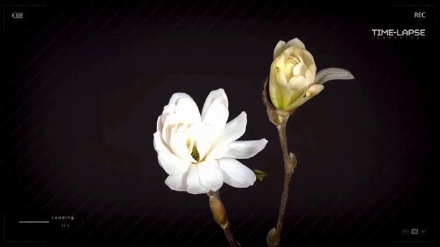 "Магнолия", стихи Елены Герун