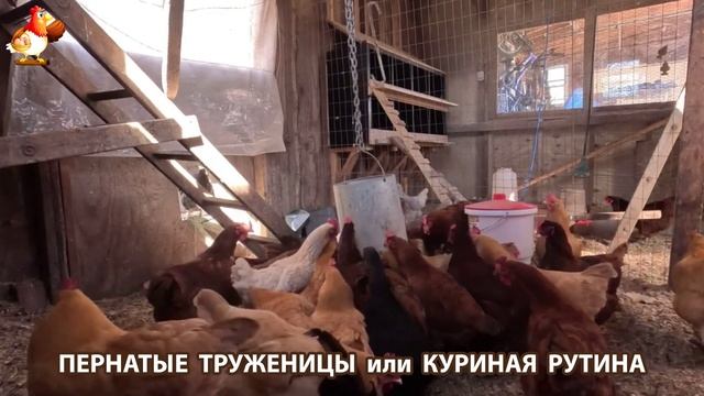 Куры несушки свободного выгула и их обычная куриная рутина – эпизод (9)