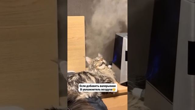 Дзен пойман.