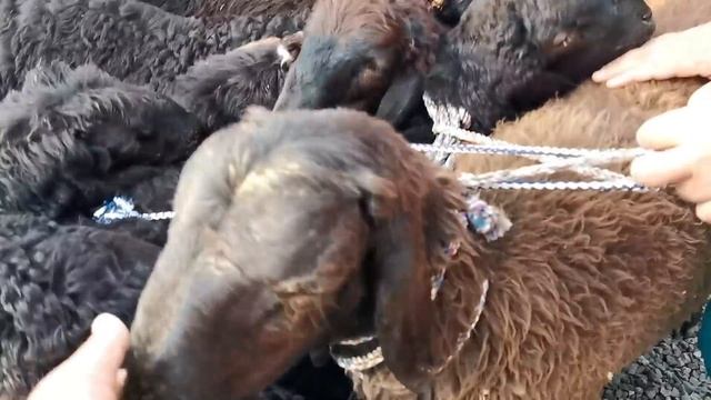 Нархи гусфанди зур КУЧКОРИ калон молбозори пахтабод турсунзода нархи