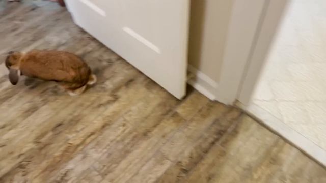 How To Bond With Your Rabbit