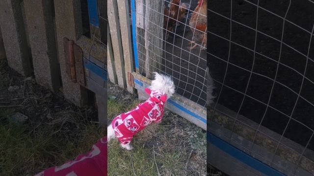 Милуша и хозяйство
