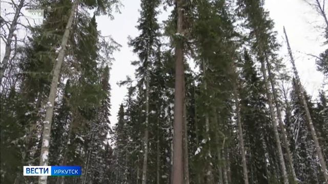 Девять незаконных рубок выявили в Иркутской области благодаря профилактическому мероприятию Метель