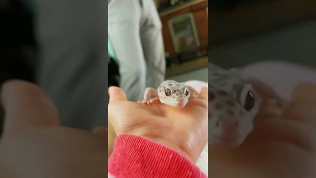 Лупоглазый геккон #shorts #gecko