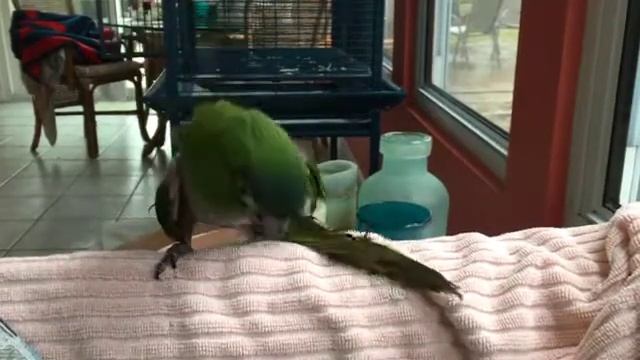 Horny Bird   1