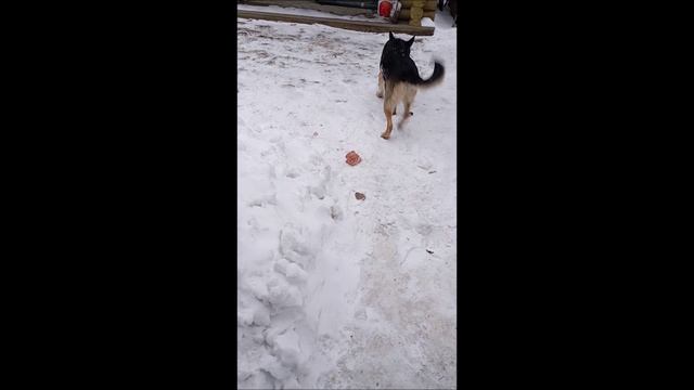 Пес. Овчарка. Собака. Том..