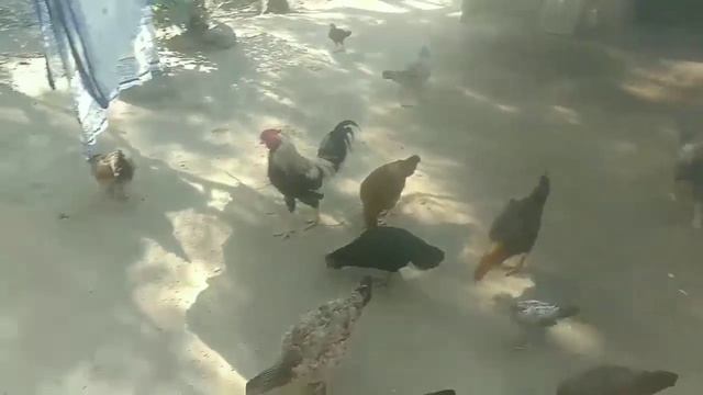 এক দিনে দেশি মুরগির উকুন মারার ঔষধ। desi murgi palan by gramin farm.