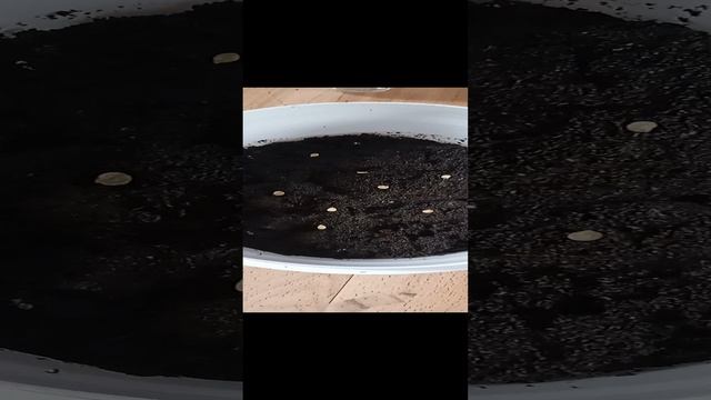 Перец на подоконнике 🌶️🌶️🌶️ круглый год.