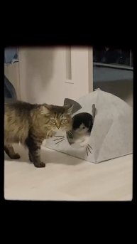 Фунтик и Муся веселятся🤣