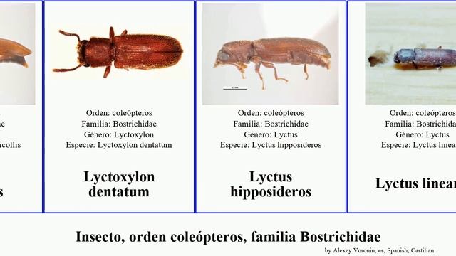 Insecto, orden coleópteros, familia Bostrichidae canina sericea linearis obscurus edax Lyctus